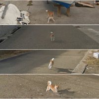 Interneta hits: Populārs kļuvis suns, kas sekojis 'Google Street View' automašīnai