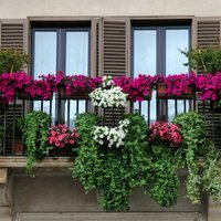 Balkona mazdārziņš: špikeris ziedu kompozīcijām un padomi augu kopšanā