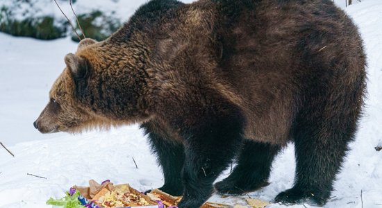 Aicina uz lācenes Ilzītes 22 gadu jubilejas svinībām Līgatnes dabas takās