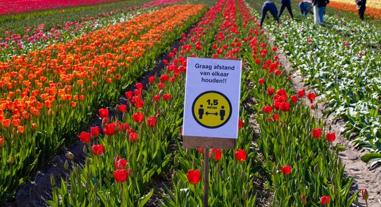 Foto: Pavasarīgs košums – Nīderlandes tulpju lauki raisa ziedus