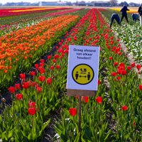 Foto: Pavasarīgs košums – Nīderlandes tulpju lauki raisa ziedus