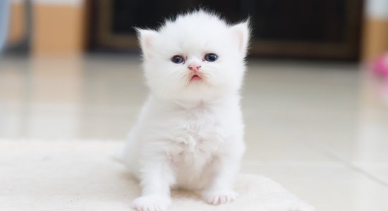 Vai tiešām vairums balto kaķu ir kurli?