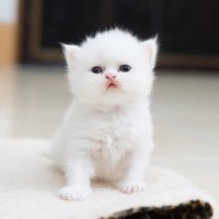 Vai tiešām vairums balto kaķu ir kurli?