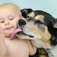 Mājdzīvnieks un bērni: nepatīkamās lietas, ar ko var inficēties