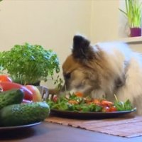 Kāpēc suņu tāpat kā cilvēku ēdienkartē noteikti jāiekļauj šķiedrvielas?