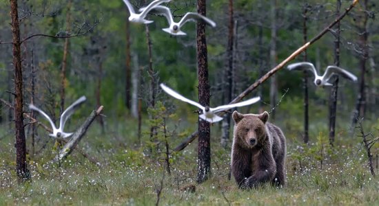 Dabas muzejs precizē lāču fotokonkursa noteikumus; dzīvniekiem tuvoties kategoriski aizliegts