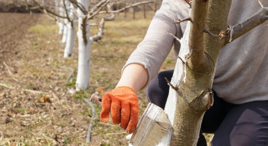 Laiks sagatavot augļu kokus ziemai: kad ķerties klāt kaļķošanai