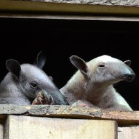 Foto: Rīgas zoodārzā sācies 'pavasaris' – dzimuši pirmie mazuļi