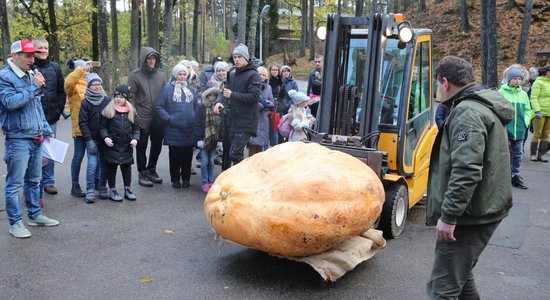 ФОТО: Установлен новый рекорд – самая тяжелая тыква Латвии весит 574 кг