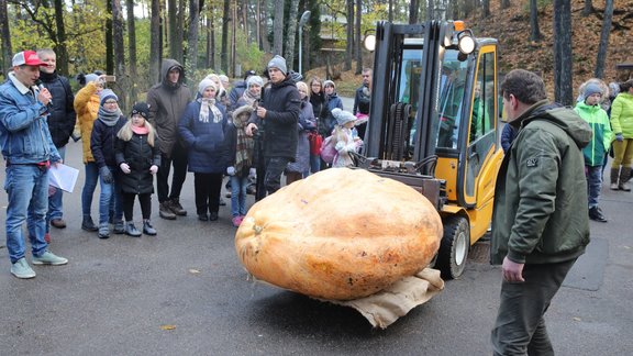 Ķirbju svēršana 2018 - 1