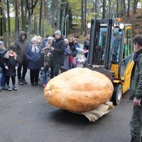 ФОТО: Установлен новый рекорд – самая тяжелая тыква Латвии весит 574 кг