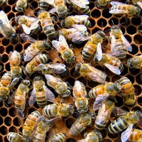 Veikalos iegādāti augi ASV nogalina bites