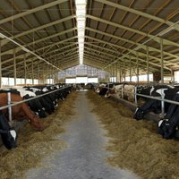 Latvijā piecu gadu laikā no piena ražošanas nozares izstājušās vairāk nekā 8100 saimniecības