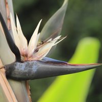 Foto: LU Botāniskajā dārzā uzziedējis baltais paradīzes putns – strelīcija