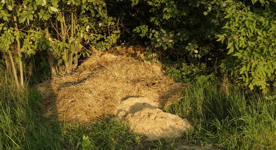 Lasītājs apgalvo, ka Lucavsalā atstātas cirka dzīvnieku mēslu kaudzes; pašvaldība to noliedz