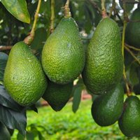 ФОТО. С морозом и засухой не по пути. Как и где растет вкусное, полезное и немного опасное авокадо?
