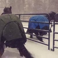 Amizants video: Zirgi samulst no sniega un steidz atpakaļ stallī