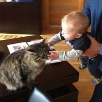 ФОТО: Нил Ушаков познакомил сына с котами Рижской думы
