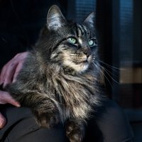 Житель Москвы выставил на продажу невинность своего кота