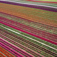 ФОТО. Яркие поля тюльпанов в Германии с высоты птичьего полета
