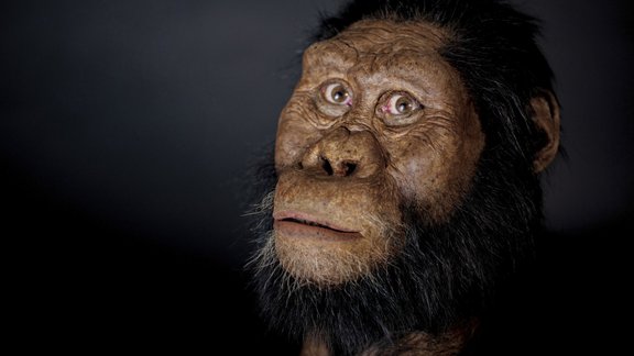 Australopithecus afarensis Lucy