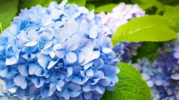 liellapu hortenzija, hortenzija, hortenzijas, Hydrangea macrophylla