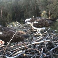 Ģimenes pieaugums sagaidīts arī tiešraidē vērojamajā zivjērgļu ligzdā