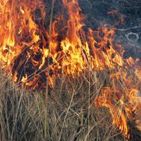 Ugunsdzēsēji Latvijā piektdienas pievakarē dzēš 30 kūlas ugunsgrēkus
