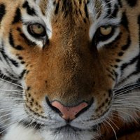 Tīģeris zoodārzā Lielbritānijā saplosījis cilvēku