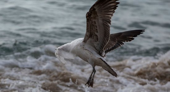 Ceļojot uz Tanzāniju, aizliegs ievest un izmantot plastmasas maisiņus