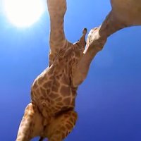 Neparasts video: Kā žirafe izskatās no apakšas