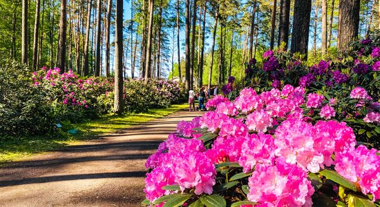 Foto: Sāk ziedēt Babītes rododendri