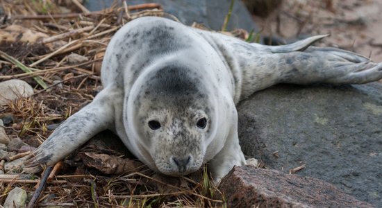 Brīvdienās saņemti 200 zvani par ronēniem; 8 sakosti dzīvnieki nogādāti Rīgas Zoo