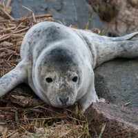 На пляже в Туе найден первый в этом году тюлененок
