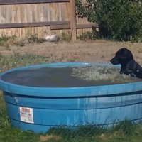 Video: Melns labradors sarīko vētru nelielā baseinā