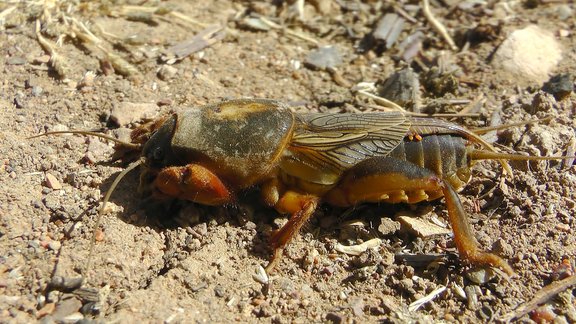 zemesvēzis, zemesvēži,  Gryllotalpa gryllotalpa