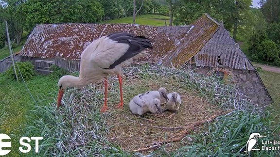 Balto stārķu pāris Mamma un Tio no ligzdas izmet divus vājākos cāļus
