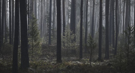 В лесах Курземе "черные археологи" из Нидерландов откопали солдатские останки