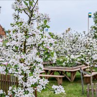 ФОТО. В Пакруойской усадьбе продолжается фестиваль тюльпанов и весенних цветов