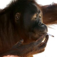 Indonēzijas zoodārza smēķējošo orangutanu mātīti spiež atmest kaitīgo ieradumu