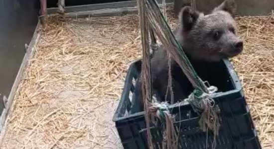 Bez mammas palikusī Alojas lācenīte dodas uz Francijas zoodārzu