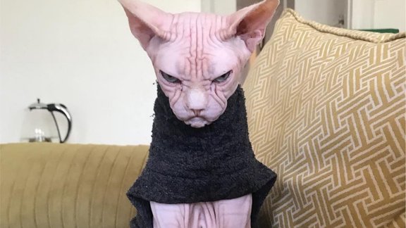 instagram.com/loki_the_sphynx