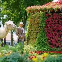 Pieci iemesli, kāpēc apmeklēt ziedu festivālu Pakrojas muižā