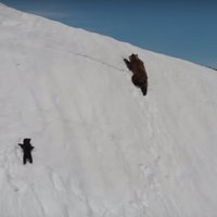 Kritizē slavenā lāču video uzņemšanu: biedēt zvērus ar dronu ir bezatbildīgi