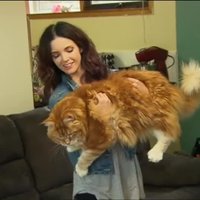 Rudais runcis Omārs – iespējams, garākais kaķis pasaulē