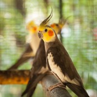 Korella – apķērīgs un sabiedrisks papagailis