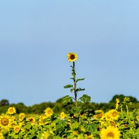 Kāpēc garākiem cilvēkiem ir lielāks risks saslimt ar vēzi