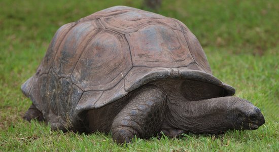 Pasaulē vecākais bruņurupucis sācis jaunu diētu