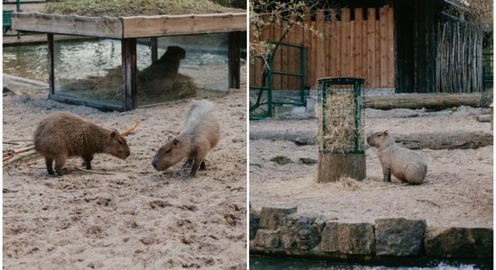 Rīgas zoo kapibaras pametušas ziemas mītni