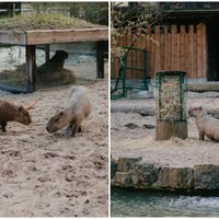 Rīgas zoo kapibaras pametušas ziemas mītni